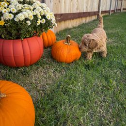 Australian Labradoodle Puppies from Peak Australian Labradoodles