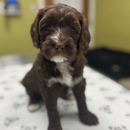 Purple Collar Girl - Chocolate female Australian Labradoodle puppy in Hagerstown, Maryland from Westfields Labradoodles