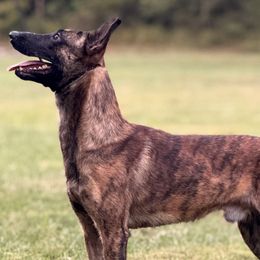Doberman Pinschers and Dutch Shepherds from Crosspointe Canines; Home of Karmic Doberman Pinschers & Stellar Dutch Shepherds