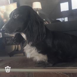 BB - Dachshund