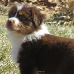 Australian Shepherd Puppies from Parsons Australian Shepherds