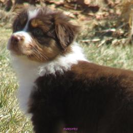Australian Shepherd Puppies from Parsons Australian Shepherds