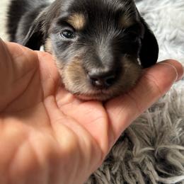 Ryat - Piebald male Dachshund puppy in Michigan from M.H.P Dachshunds
