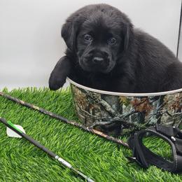 Labrador Retriever Puppies from Big Cypress labradors