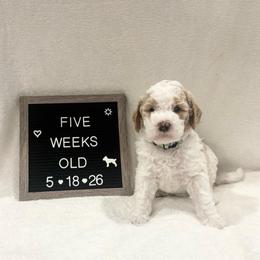 Hank - Yellow and white male Bernedoodle puppy in Sparrows Point, Maryland from Rosie’s Puppies