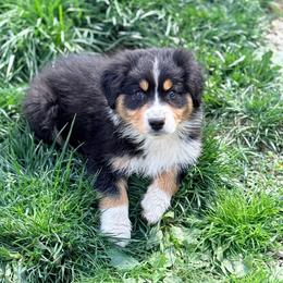 Cupid (purple collar) - Black tri-color male Australian Shepherd puppy in Ashland, Ohio from SS Australian Shepherds