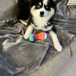 Pomsky Puppies from Arctic Tails
