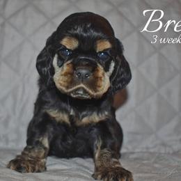 Breve - Black and tan male Cocker Spaniel puppy in Myerstown, Pennsylvania from The Cocker Cingdom