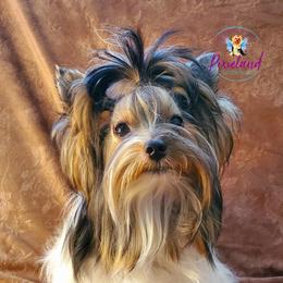 Sequoia my Royal Lady - Yorkshire Terrier