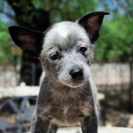 Smeagol (AKC) - Blue male Australian Cattle Dog puppy in Marana, Arizona from Impact 3rd Australian Cattle Dogs