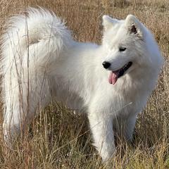 Samoyeds from Aloha Samoyeds