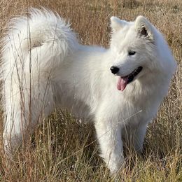 Samoyeds from Aloha Samoyeds