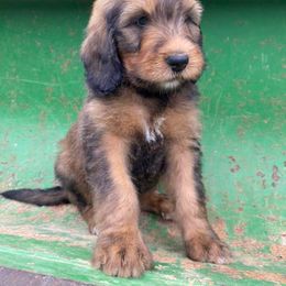 Bernedoodle Puppies from Bayou Blu's Bernedoodles