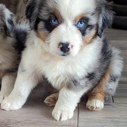 Australian Shepherd and Pomeranian Puppies from Sandy Aussie's