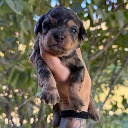 Kayce - Merle male Goldendoodle puppy in Horseshoe Bend, Idaho from Over the Moon Poodles and Doodles