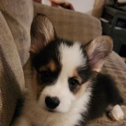 Boy 1 little boy - Black and tan male Pembroke Welsh Corgi puppy in Grand Blanc, Michigan from Dellinger's Corgi's