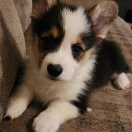 Boy 1 little boy - Black and tan male Pembroke Welsh Corgi puppy in Grand Blanc, Michigan from Dellinger's Corgi's