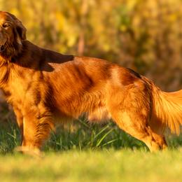 Cal - Golden Retriever