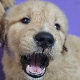 Golden Retrievers from Rise and Shine Goldens