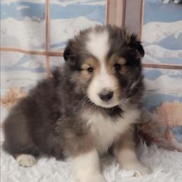 Copper - White and sable male Shetland Sheepdog puppy in Conway, Missouri from Brooks's little darlings