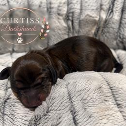 1st Born Brindle - Brindle male Dachshund puppy in Rochester, Washington from Curtiss Dachshunds
