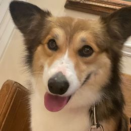 Winnie - American Corgi