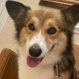 Winnie - American Corgi