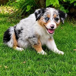 Malibu - Blue merle female Australian Shepherd puppy in Howardsville, Virginia from Spectacular Aussies and Cavaliers