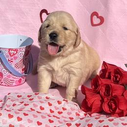 Golden Retriever and Shetland Sheepdog Puppies from Az K9 Companions