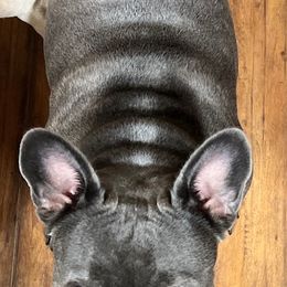 French Bulldogs from Doggy Dayz Decor