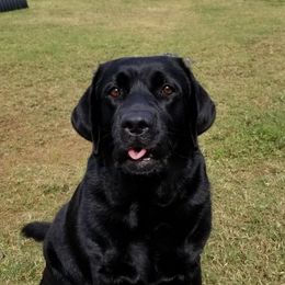 Hope - Labrador Retriever