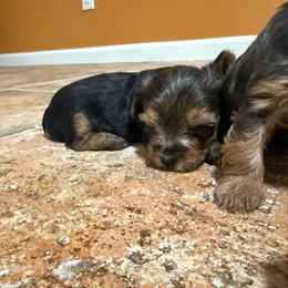 Boy 2 - Black and tan male Yorkshire Terrier puppy in Pomona, California from Lunio's Yorkies