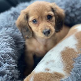 Dachshund Puppies from HP Dachs