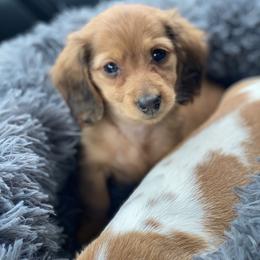 Dachshund Puppies from HP Dachs