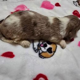 Gemma's chocolate dapple piebald - Dapple female Dachshund puppy in Lyle, Washington from Wines Wienery