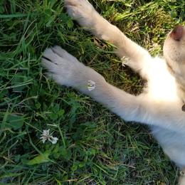 Labrador Retriever Puppies from Copper Creek Outfitters and Kennel