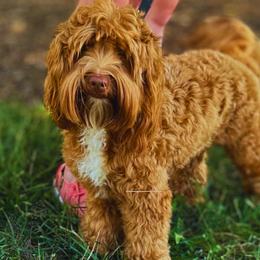 Coco - Australian Labradoodle