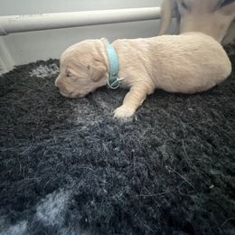 Golden Retriever Puppies from ATW Retrievers