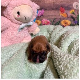 HUNTRESS - Fawn Boxer puppy in Moore, South Carolina from Lafayette Bulldogs & Boxers