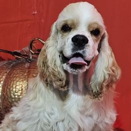 Boy 1 - Cocker Spaniel puppy in Peoria, Arizona from Stand Alone Cockers