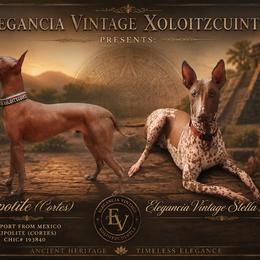 Xoloitzcuintli puppies from Elegancia Vintage Xoloitzcuintle