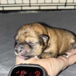 Espresso. - Red Shiba Inu puppy in Vacaville, California from Sunbeam Shiba Inus