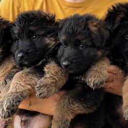 Aster - Black and red female German Shepherd puppy in Lexington, Virginia from Stahlhaus ( Previously Buffelbach Farmstead Shepherds)