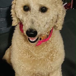 Aussiedoodles, Poodles, and Sheepadoodles from Moore Doodles and Poodles