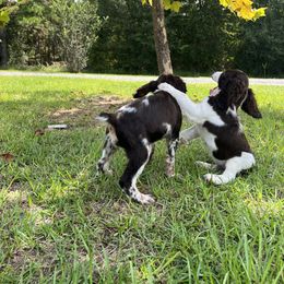English Springer Spaniel Puppies from Spradley Springers