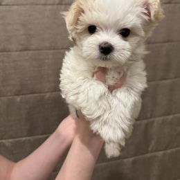 Buster - White and tan male Maltese puppy in Amarillo, Texas from A Town Maltese