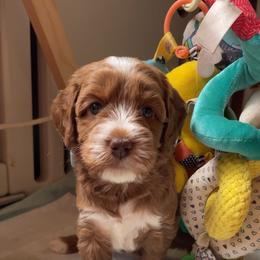 Diamond - Caramel female Australian Labradoodle puppy in Dawson, Georgia from Still Pond Australian Labradoodles