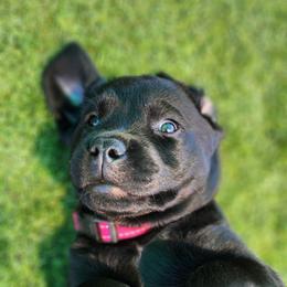 Labrador Retriever Puppies from Steele Caliber Retrievers