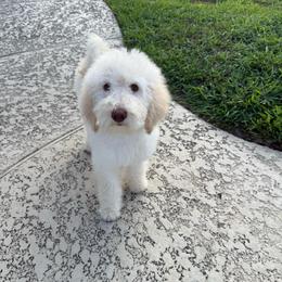 Mr. Marshmallow - Cream male Labradoodle puppy in Houston, Texas from Prime & Prissy Pooches