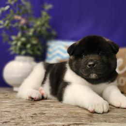 Sunny - Black male Akita puppy in Chillicothe, Missouri from TLC Akitas